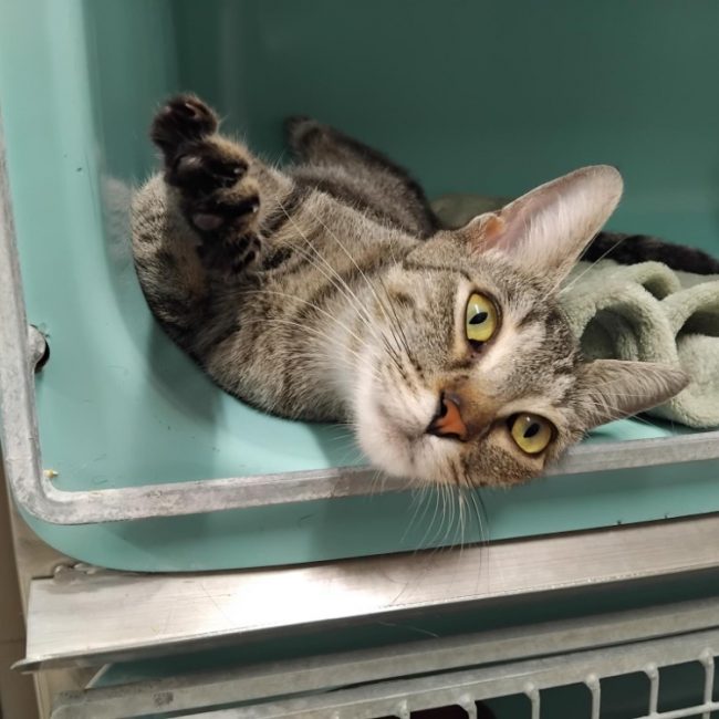 Seli - Chat Européen à adopter