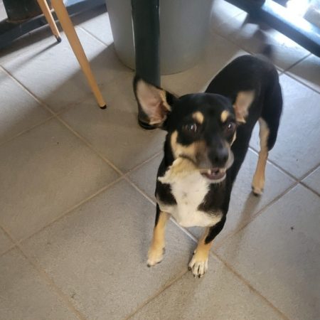 Atchoum - Chien Pinscher Nain à adopter