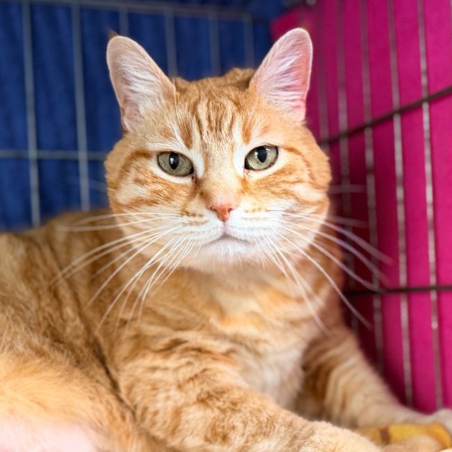 Chadouce - Chat Européen à adopter