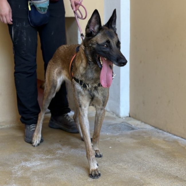 Gaia - Chien Berger Belge Malinois à adopter