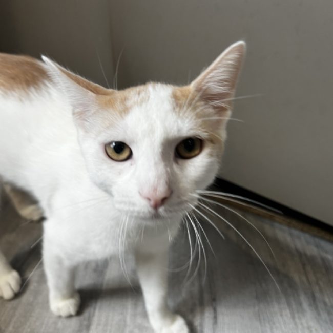 Bamako - Chat Européen à adopter