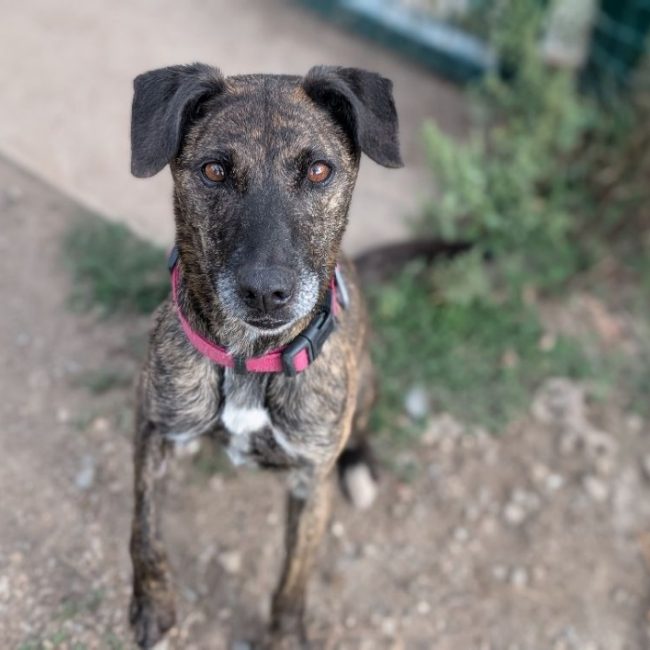 Lima - Chien Berger à adopter