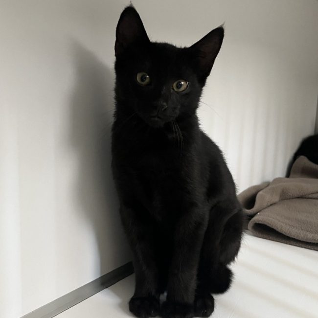 Gabi - Chat Européen à adopter