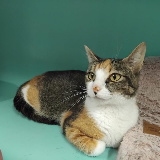 Helvia - Chat Européen à adopter
