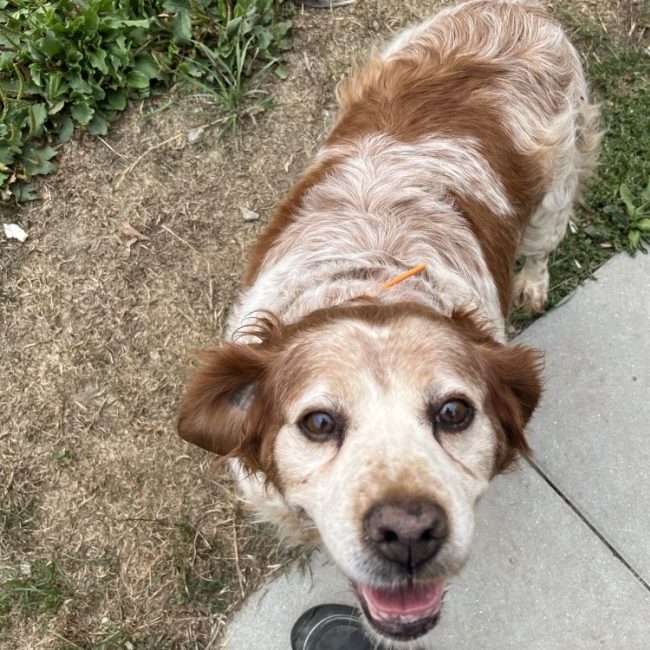 Laouen - Chien Epagneul Breton à adopter