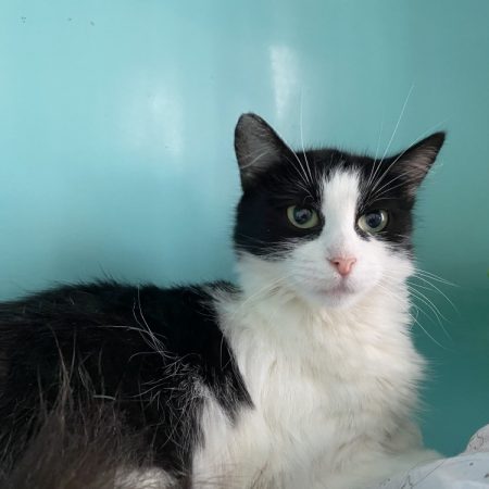Maman - Chat Européen à adopter