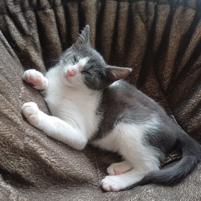 Bloom - Chat Européen à adopter