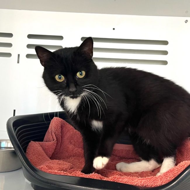 Orion - Chat Européen à adopter