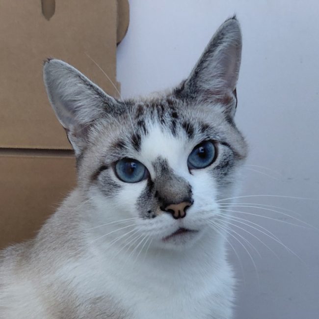 Lumi - Chat à adopter