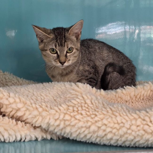 Bailey - Chat Européen à adopter