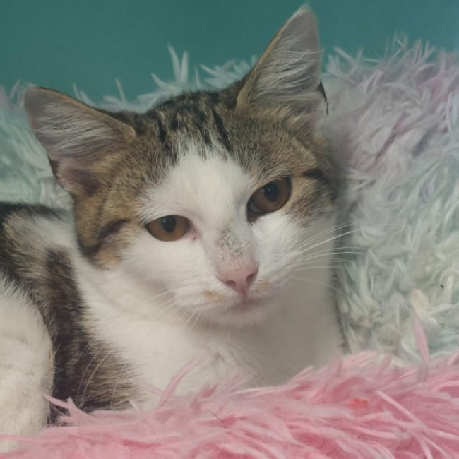 Swan - Chat Européen à adopter