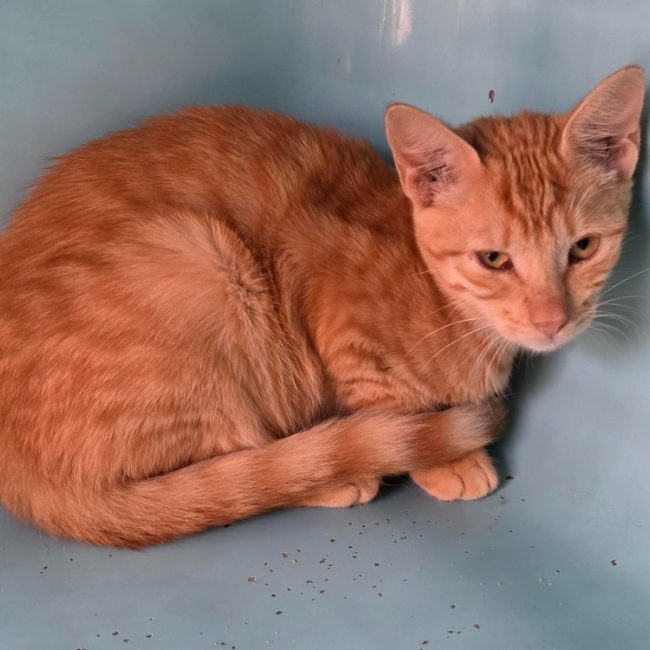 Betty - Chat Européen à adopter
