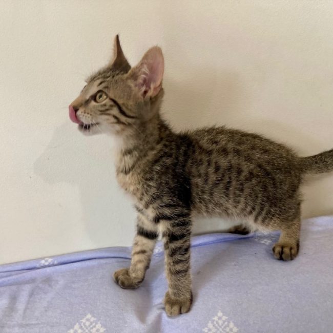 Koka - Chat Européen à adopter