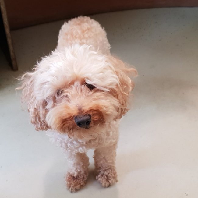 Polux - Chien à adopter