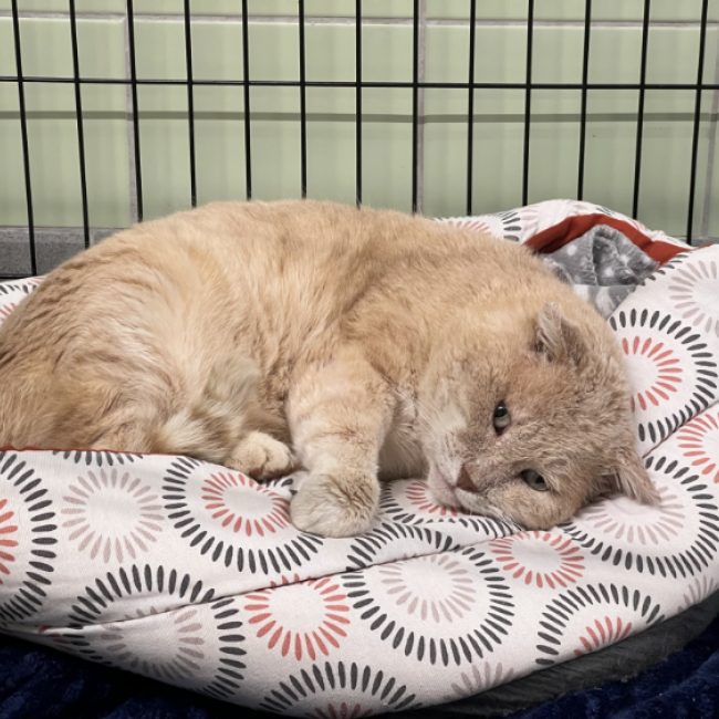 Prosper - Chat Européen à adopter