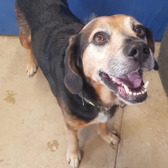 Begua - Chien Beagle à adopter