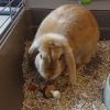 Cannelle "en cours d'adoption"