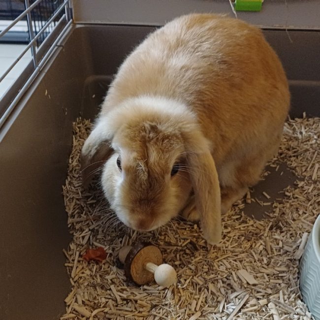 Cannelle - Rongeur Lapin à adopter