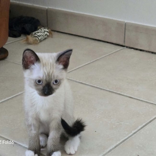 Evangelyne - Chat Européen à adopter