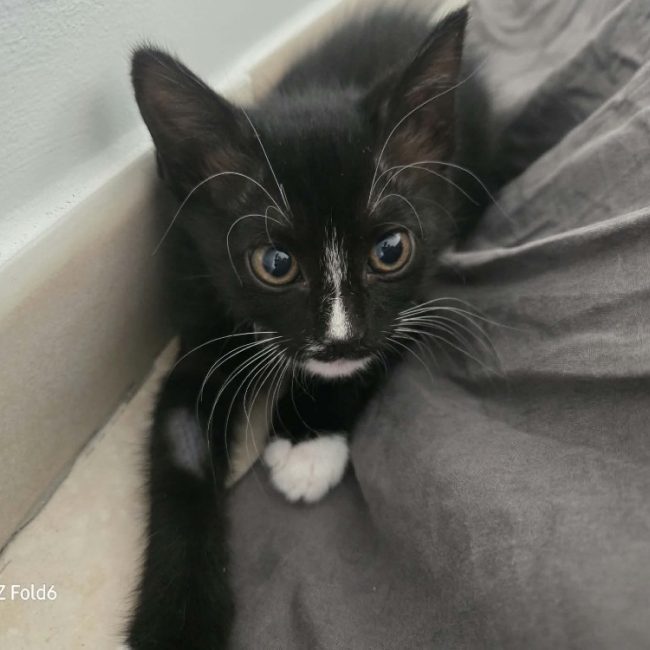 Amelia - Chat Européen à adopter