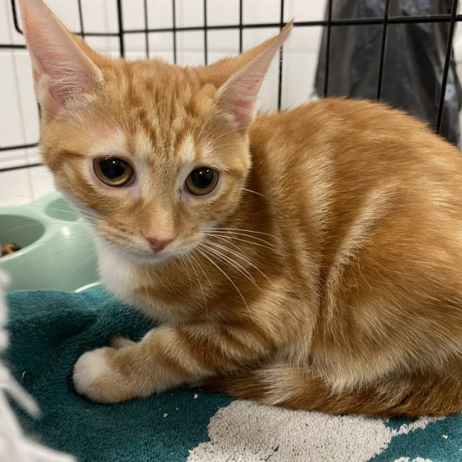 Bouledogre - Chat Européen à adopter