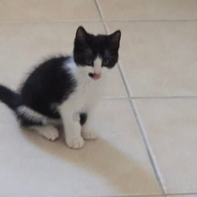 Goultard - Chat Européen à adopter