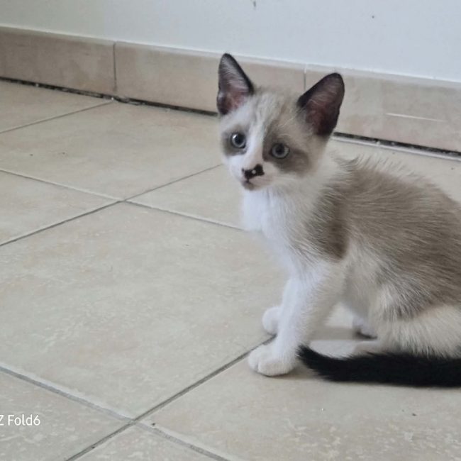 Tristepin - Chat Européen à adopter