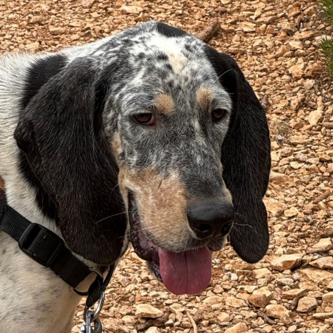 Maugrey - Chien Grand Gascon saintongeois à adopter