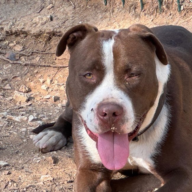 Hank - Chien Bouledogue Américain à adopter