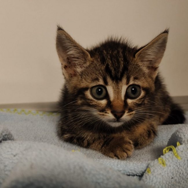 Yzma - Chat Européen à adopter