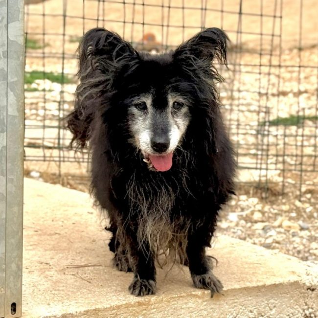 Balerion - Chien à adopter