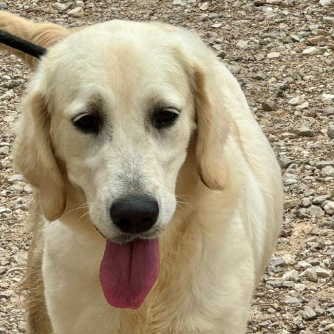 Brigitte - Chien à adopter