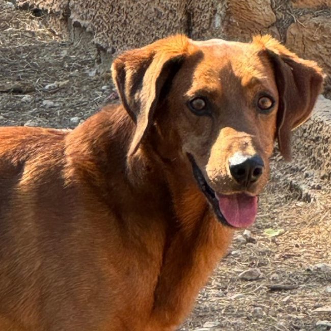Speculoos - Chien Berger à adopter