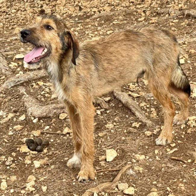 Toruk - Chien Grand Griffon Vendéen à adopter