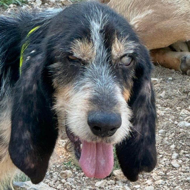 Foloeil - Chien Griffon bleu de Gascogne à adopter