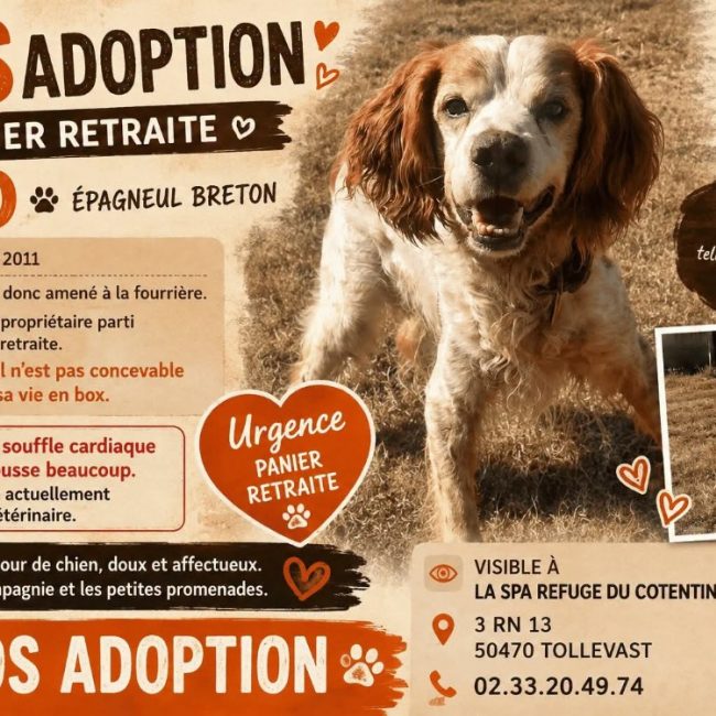Iko - Chien Epagneul Breton à adopter