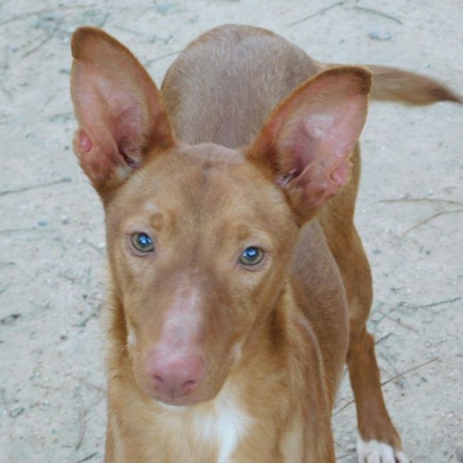 DUVET - Chien Podengo portugais à adopter
