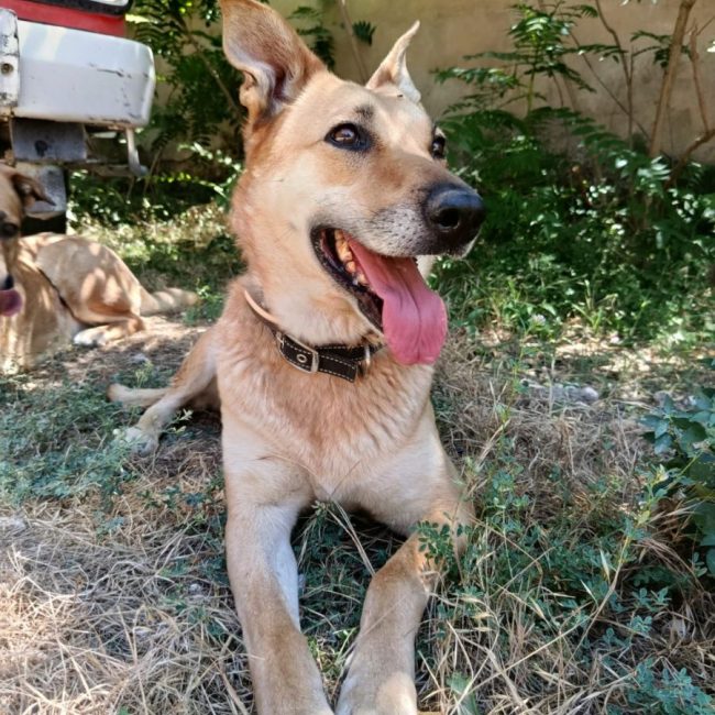 MIA - Chien à adopter