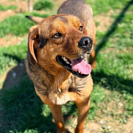 pako - Chien à adopter
