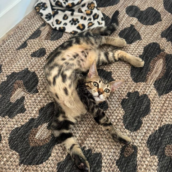 Gumble - Chat à adopter