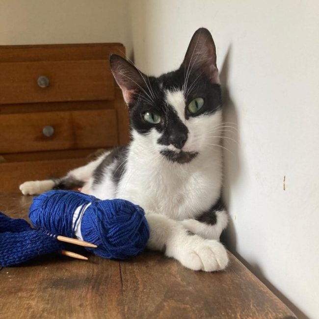 Juliette - Chat à adopter