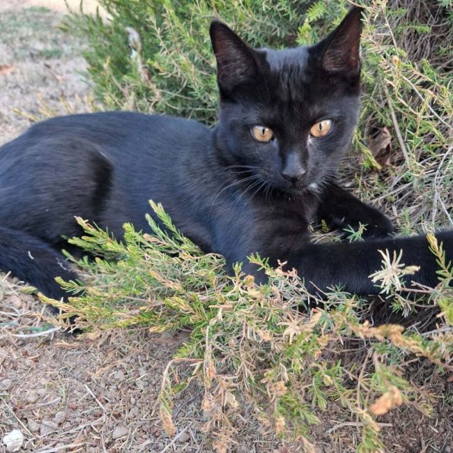 SPOT - Chat Européen à adopter