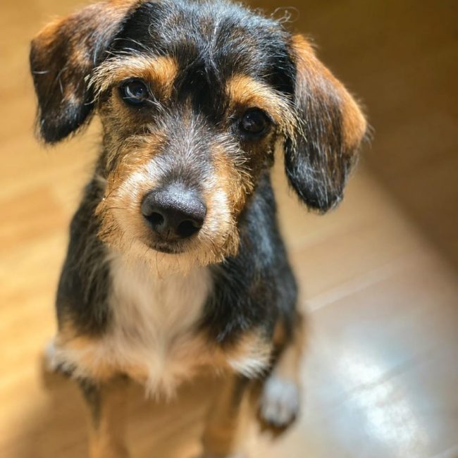 LYKO - Chien à adopter