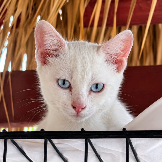 NEIGE - Chat à adopter