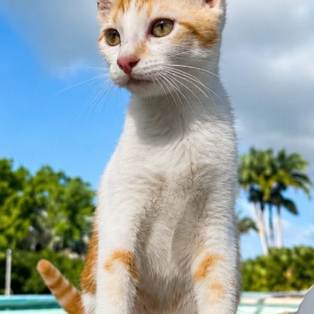TINOU - Chat à adopter