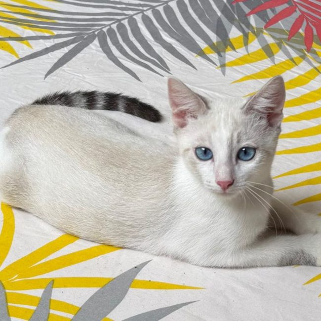 TINKY - Chat à adopter