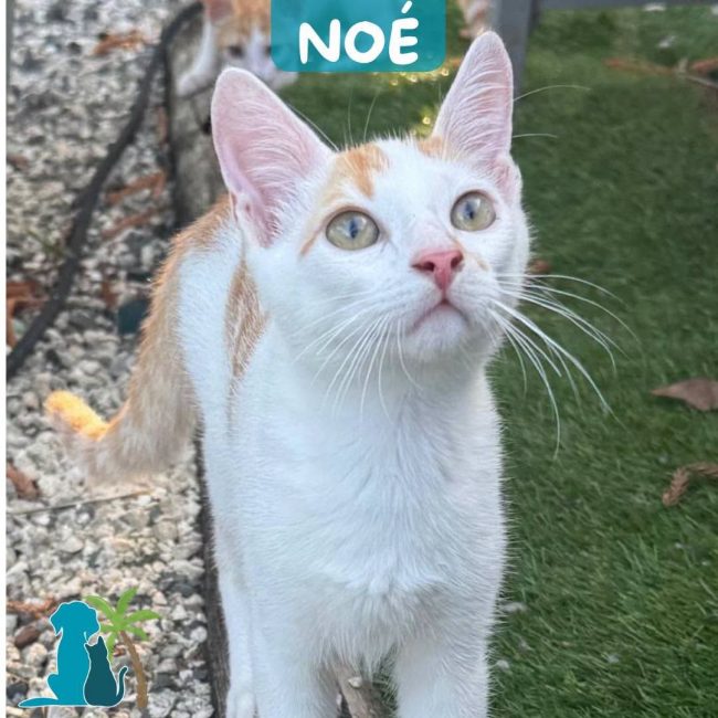 NOE - Chat Européen à adopter