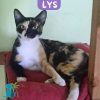 LYS