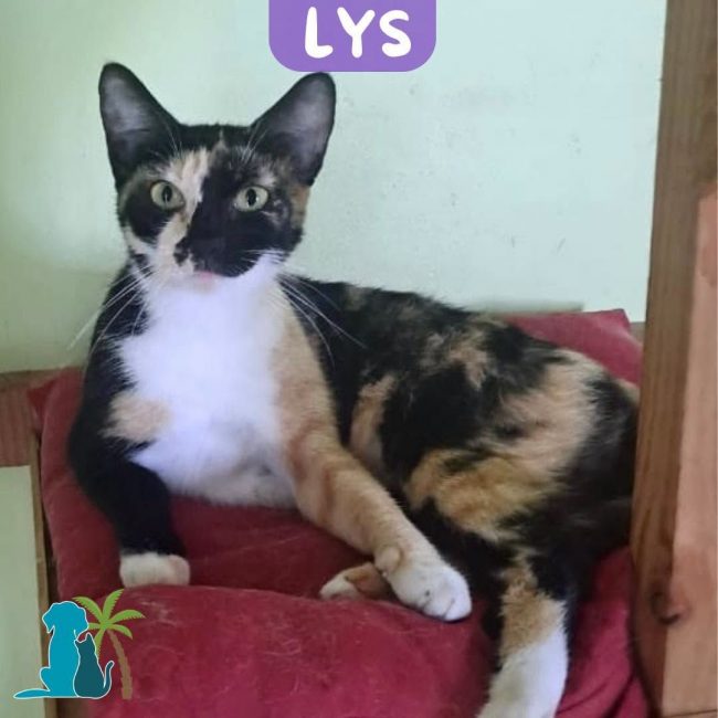 LYS - Chat Européen à adopter