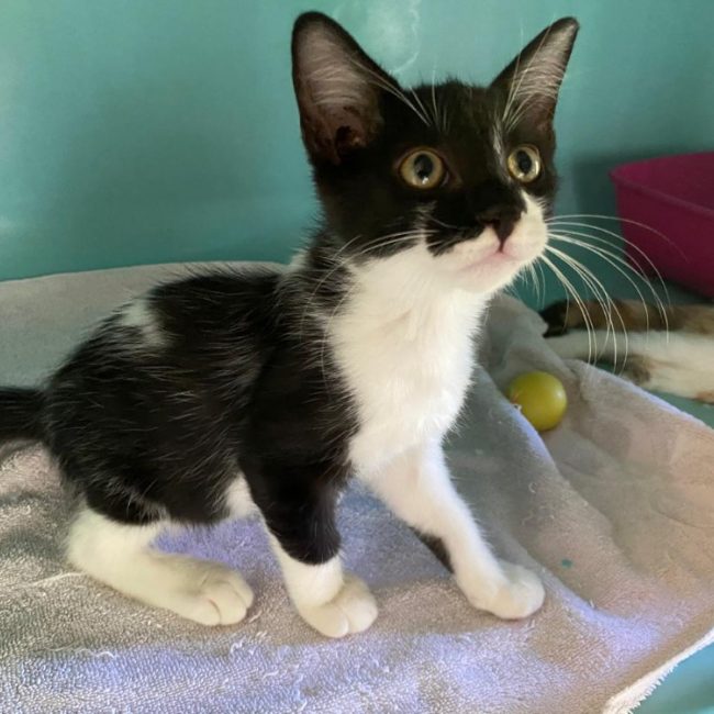 Quellin - Chat Européen à adopter
